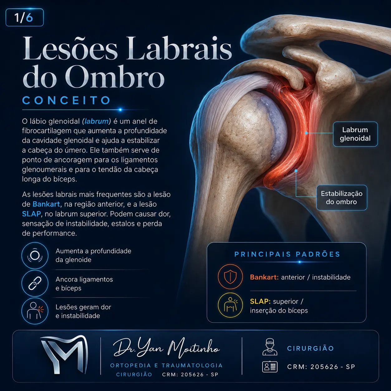 Conceito e Anatomia