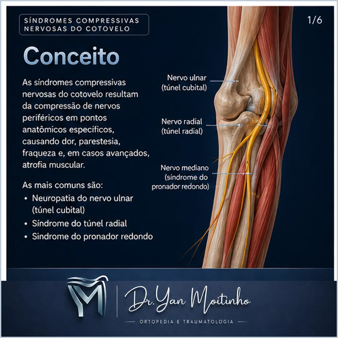 Conceito e Anatomia